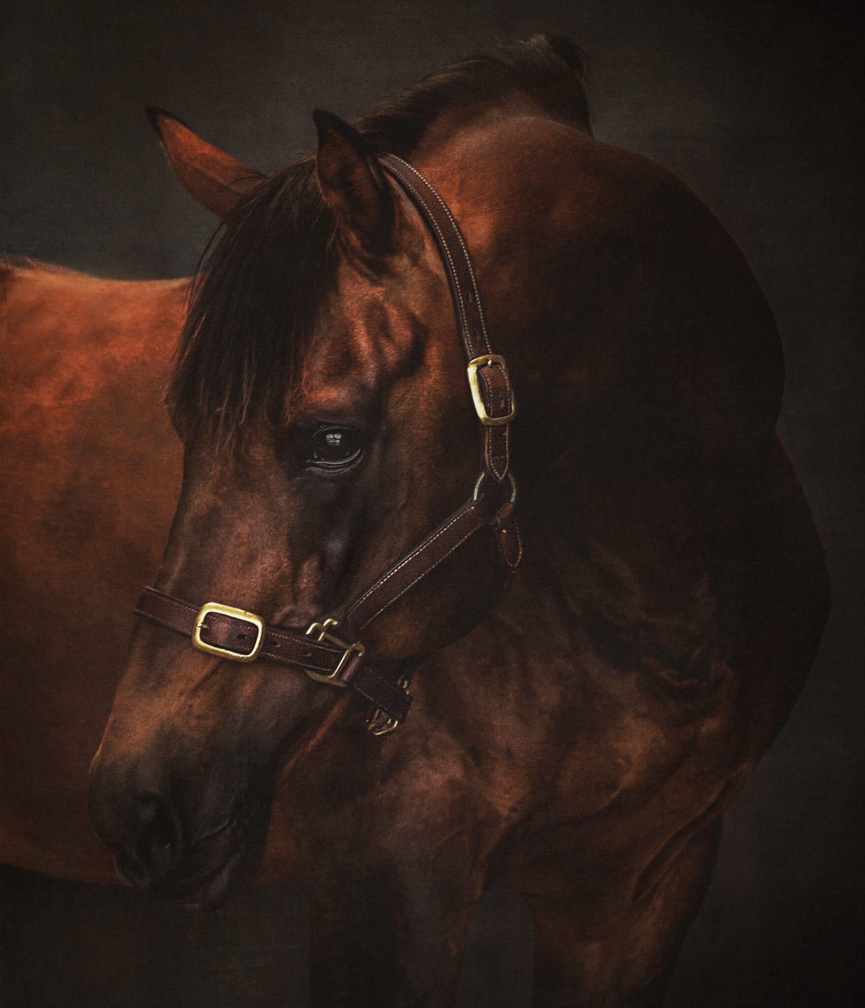 Woodfieldpark laharrah Portrait of a horse